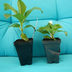 MISS SAORI**Planta de hortensia para principiantes**Bordes rosa intenso con centro blanco~~¡Vea todas las fotos! imagen 2