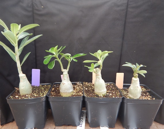 DL42 X BKK 1 Aka Pearl Adenium Obesum Grafted Plant 