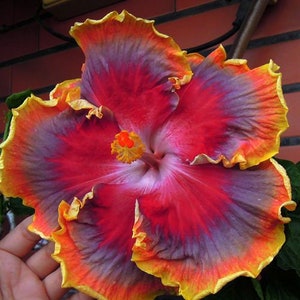 Night Runner**SMALL** Rooted Tropical Hibiscus Starter Plant**Ships Bare Root***Very Rare!