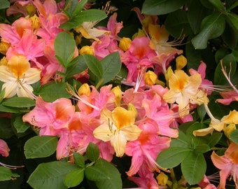 GARDEN RAINBOW~Azalea Rhododendron~ Starter Plant~~Deciduous Rooted Plant~May Be DORMANT! Beautiful Bouquets of Pink & Yellow Blooms!