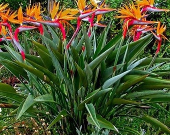Orange Bird of Paradise~~Strelitzia Reginae~~ROOTED STARTER PLANT~~Unique & Rare!