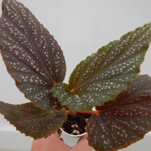 Angelwing Begonia Benigo Pink Well Rooted Starter PlantThe Older the Leaves Get the More Pink Comes Out image 7