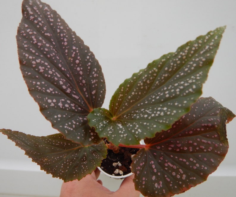 Angelwing Begonia Benigo Pink Well Rooted Starter PlantThe Older the Leaves Get the More Pink Comes Out image 7