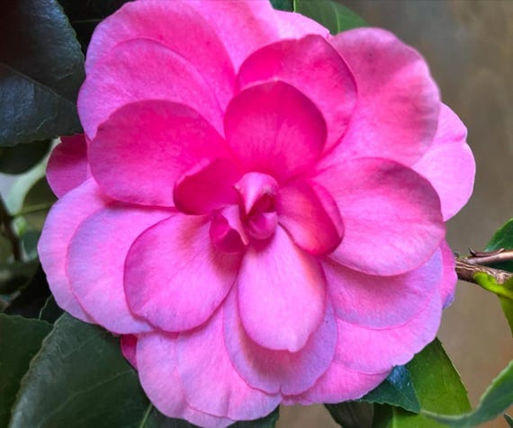 Nuccios Cameo**Unique Blooms**Camellia Japonica-Live Starter Plant