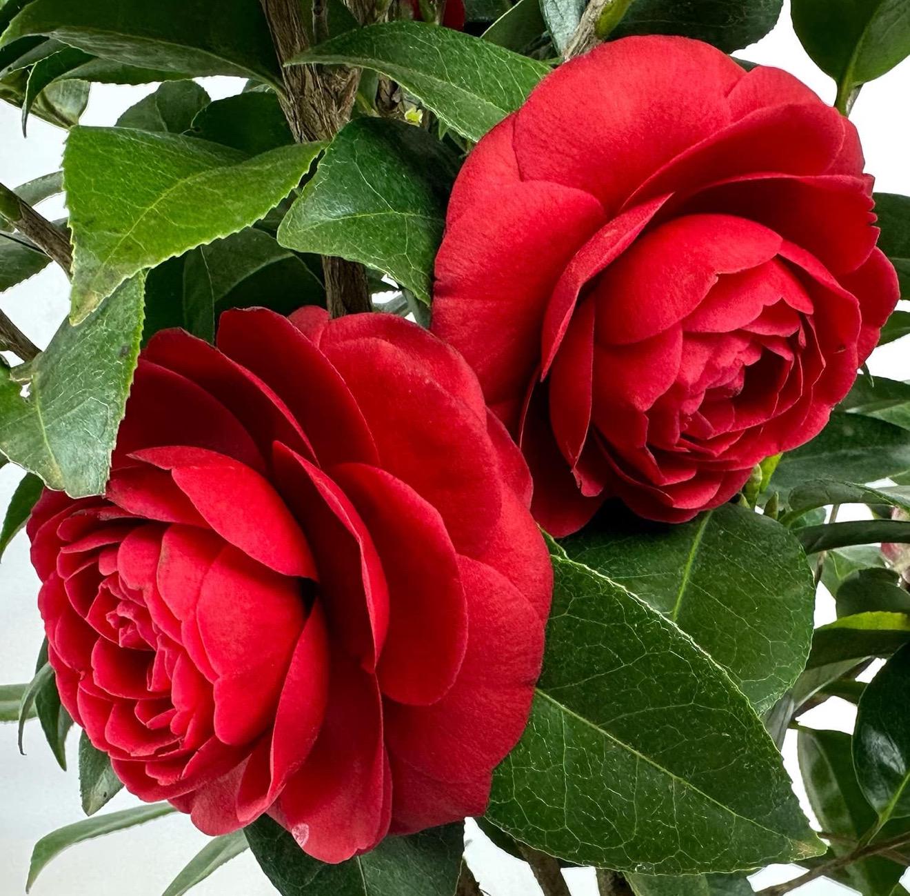 Black Tie**unique Blooms**camellia Japonica-live Starter Plant - Etsy