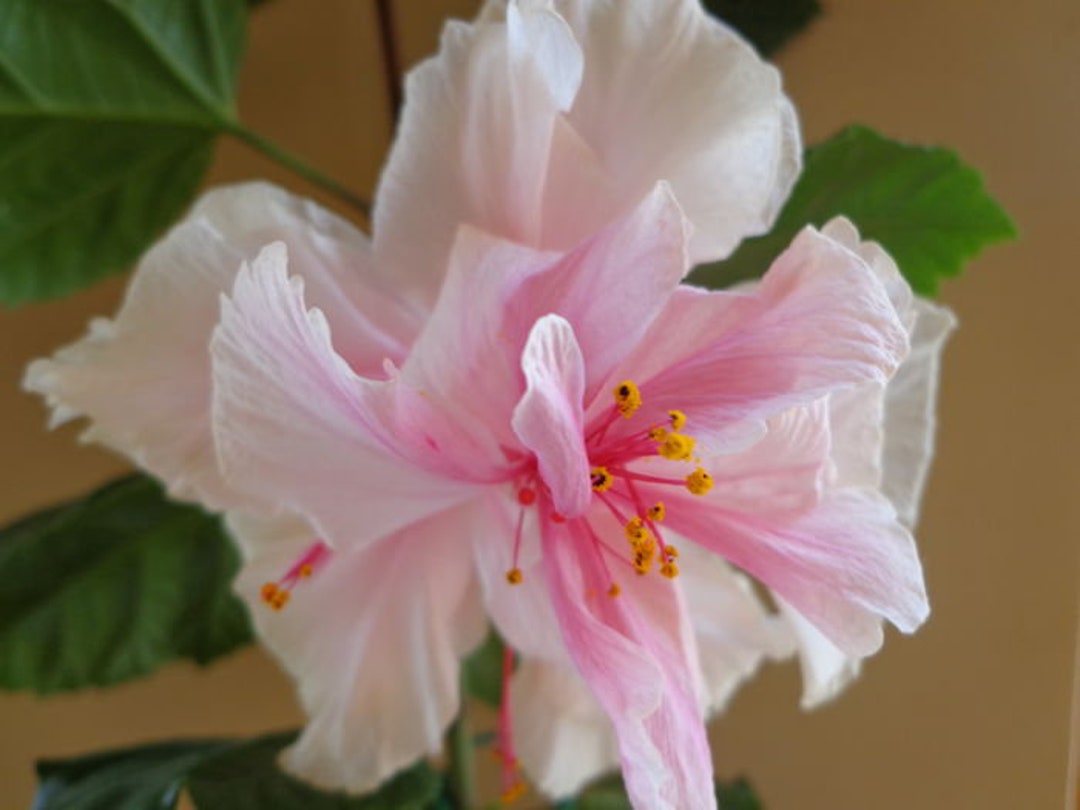 Pride of Hankins White Well Rooted Hardy Hibiscus Starter Planttriple