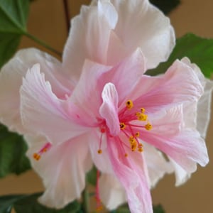 Pride of Hankins White*** Well Rooted Hardy Hibiscus Starter Plant***Triple WHITE Bloom!!!