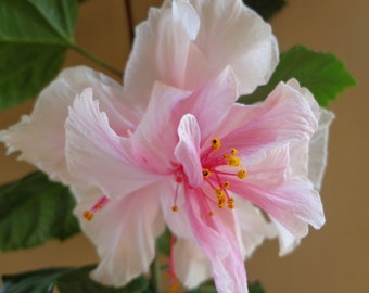 Pride of Hankins White*** Well Rooted Hardy Hibiscus Small Rooted Starter Plant***Triple WHITE Bloom!!!