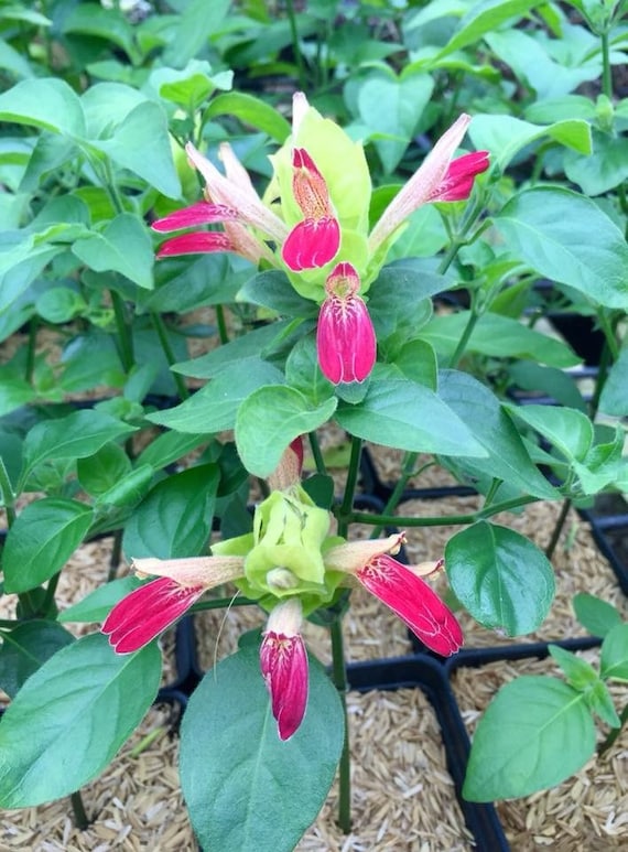 FRUIT COCKTAIL Shrimp~justicia Brandegeana~~well Rooted Small Starter Plant~beautiful  Unique Blooms - Etsy