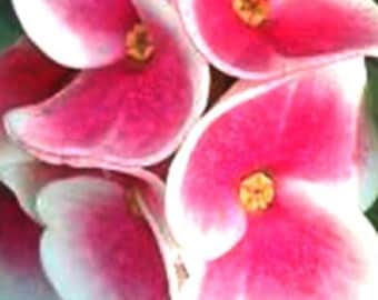 ANGELS WISH**Crown Of Thorns-Euphorbia Milii**Christ Plant**Very Small Well Rooted Starter Plant*2-6 Inches Tall**Extremely Rare Variety