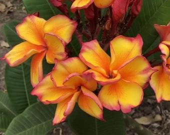 Puede incluir: Primer plano de flores de plumeria amarillas y naranjas con bordes rosados. Las flores están en flor y tienen un ambiente tropical.
