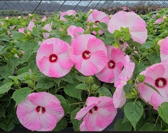 Hibiscus 'valentine's Crush' PP35170 CPBRAF SUMMERIFIC® Collection