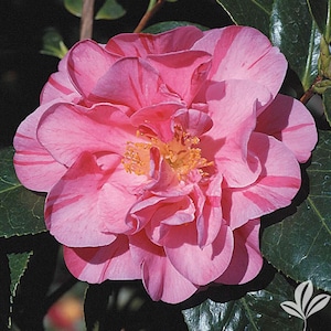 DAD&#39;S PINK**Camellia Japonica-Live Well Rooted STARTER Plant-Pink with Dark Pink/Red stripes!