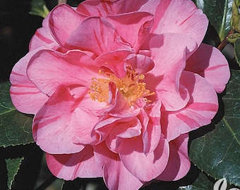 DAD'S PINK**Camellia Japonica-Live Well Rooted STARTER Plant-Pink with Dark Pink/Red stripes!