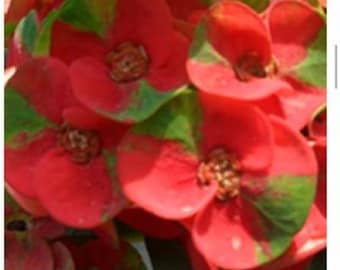 RED DRAGON**Crown Of Thorns-Euphorbia Milii*Christ Plant**Very Small Well Rooted Starter Plant*2-6 Inches Tall**Extremely Rare Variety