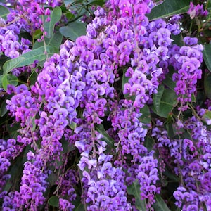Happy Wanderer Hardenbergia Rooted STARTER Plant~~Extremely Rare Plant