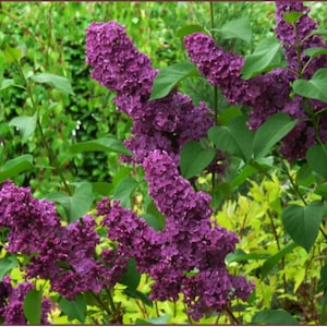 Ludwig Spaeth Lilac ~Syringa vulgaris ~ Small Well Rooted STARTER Plant~4-8 inches tall