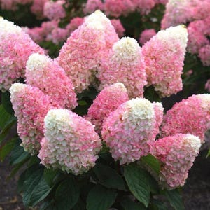 Pink Shades~~Hydrangea Starter Plant~~Loaded with White & Pink Blooms!~See All Pictures!