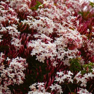 Pink Jasmine AKA Pink Star Jasmine~~Jasminum Polyanthum~~Small Rooted Starter Plant~ Intensely Fragrant~~RARE VARIETY!