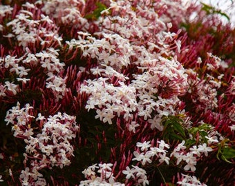 Pink Jasmine AKA Pink Star Jasmine~~Jasminum Polyanthum~~Small Rooted Starter Plant~ Intensely Fragrant~~RARE VARIETY!