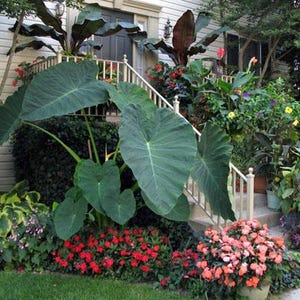 Jack&#39;s Giant - Colocasia esculenta- Elephant Ear - SMALL ROOTED STARTER Plant
