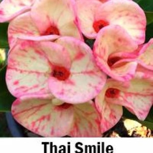 THAI SMILE**Crown Of Thorns-Euphorbia Milii**Christ Plant**Very Small Well Rooted Starter Plant*2-6 Inches Tall**Extremely Rare Variety