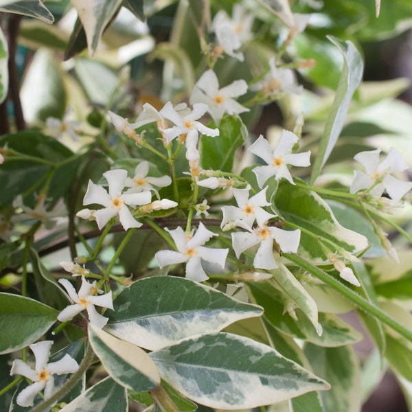 Variegated Confederate Jasmine~~Trachelospermum jasminoides~~ ROOTED STARTER PLANT~~Intensely Fragrant