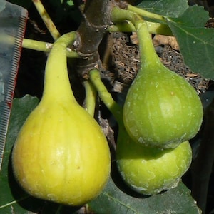 Yellow Long Neck Fig-Ficus carica - Live Well Rooted STARTER Plant