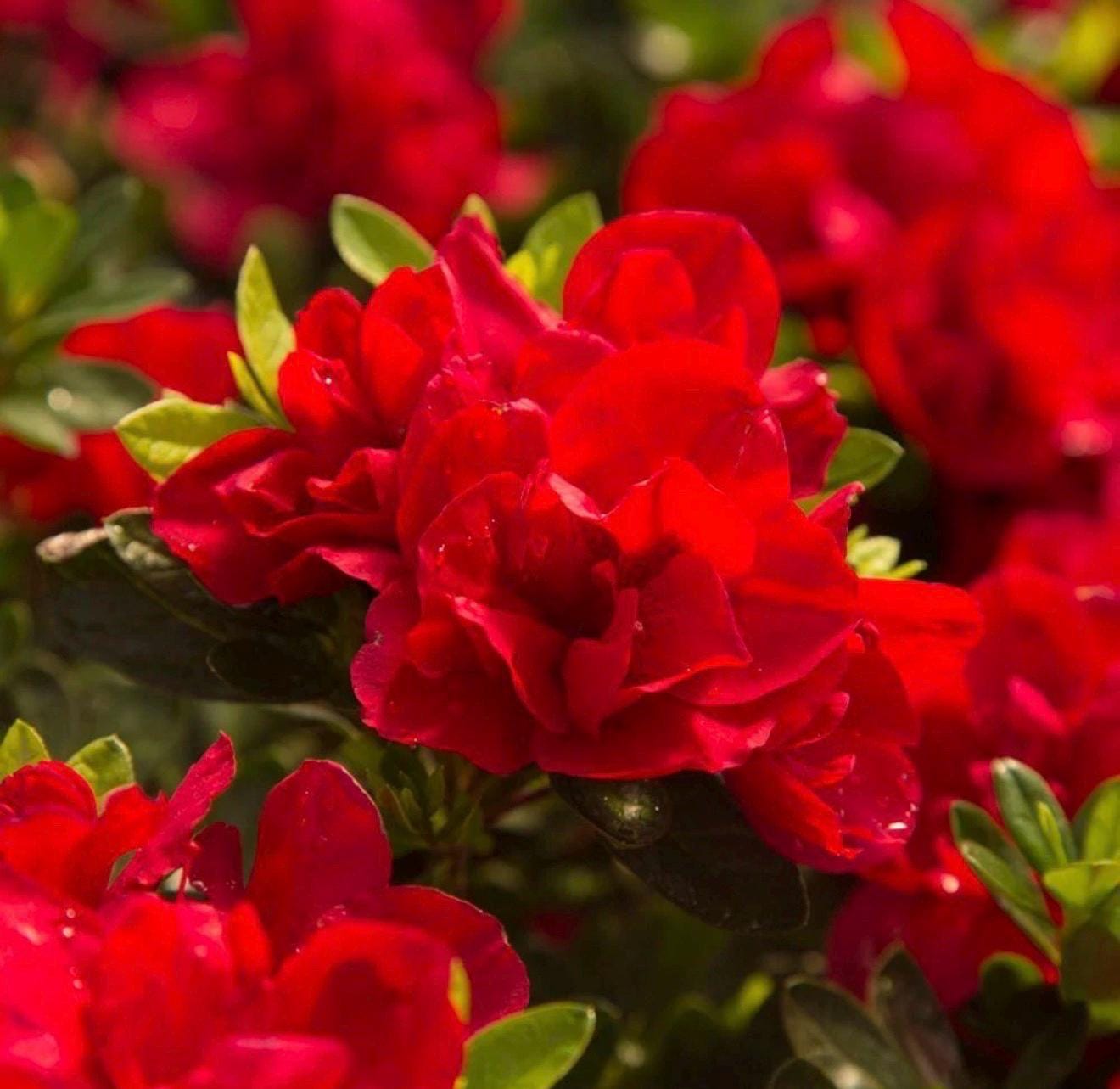 June Fire Rhododendron Bon Fire Azalea Rhododendron Starter Plant~~beautiful Blood Red Heavily ...