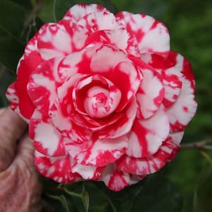 TERRY GILLEY**Unique Bloom**Camellia Japonica-Live Starter Plant