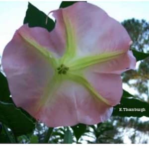 Strawberries & Cream~~Angel Trumpet Brugmansia~~Well Rooted STARTER Plant