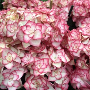 Puede incluir: Primer plano de un grupo de flores de hortensia rosa y blanca. Las flores tienen un aspecto arrugado con p&eacute;talos blancos y bordes rosados.