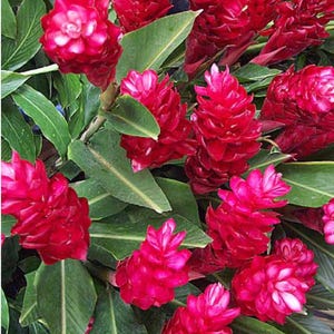 Hawaiian Red Ginger-Alpinia Purpurata-SMALL  ROOTED STARTER Plant