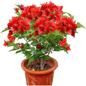 May include: A potted red bougainvillea plant with green leaves. The plant is in a brown pot.