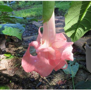 Blessed~~Angels Trumpet Brugmansia Tropical Plant~~Well Rooted STARTER Plant