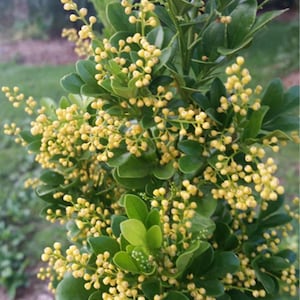 May include: Close-up of a vibrant green shrub with small, rounded yellow flowers. The plant has glossy, dark green leaves and is in full bloom. The background is blurred, suggesting an outdoor setting.