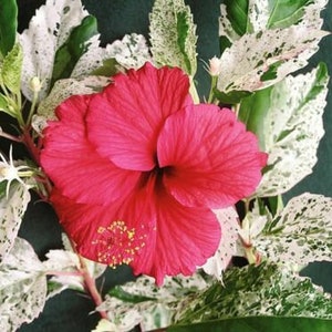 SNOW QUEEN~ Hibiscus Plant Variegated Green White Leaves & Red Flower~~Well Rooted Starter Plant~~