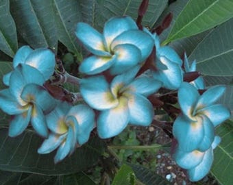 May include: A cluster of vibrant blue plumeria flowers with soft yellow centers and five overlapping petals each. The blossoms are surrounded by large, elongated, dark green leaves with visible veins, creating a dense and lush botanical arrangement.