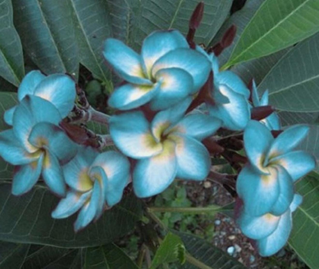 Blue Plumeria - Etsy