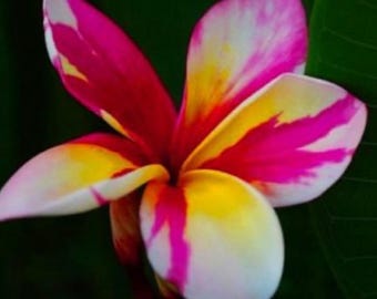 May include: A single plumeria flower featuring five overlapping petals with a vibrant color gradient. The petals display a blend of bright magenta pink, soft white, and a warm yellow center, creating a distinct pattern across the flower surface.