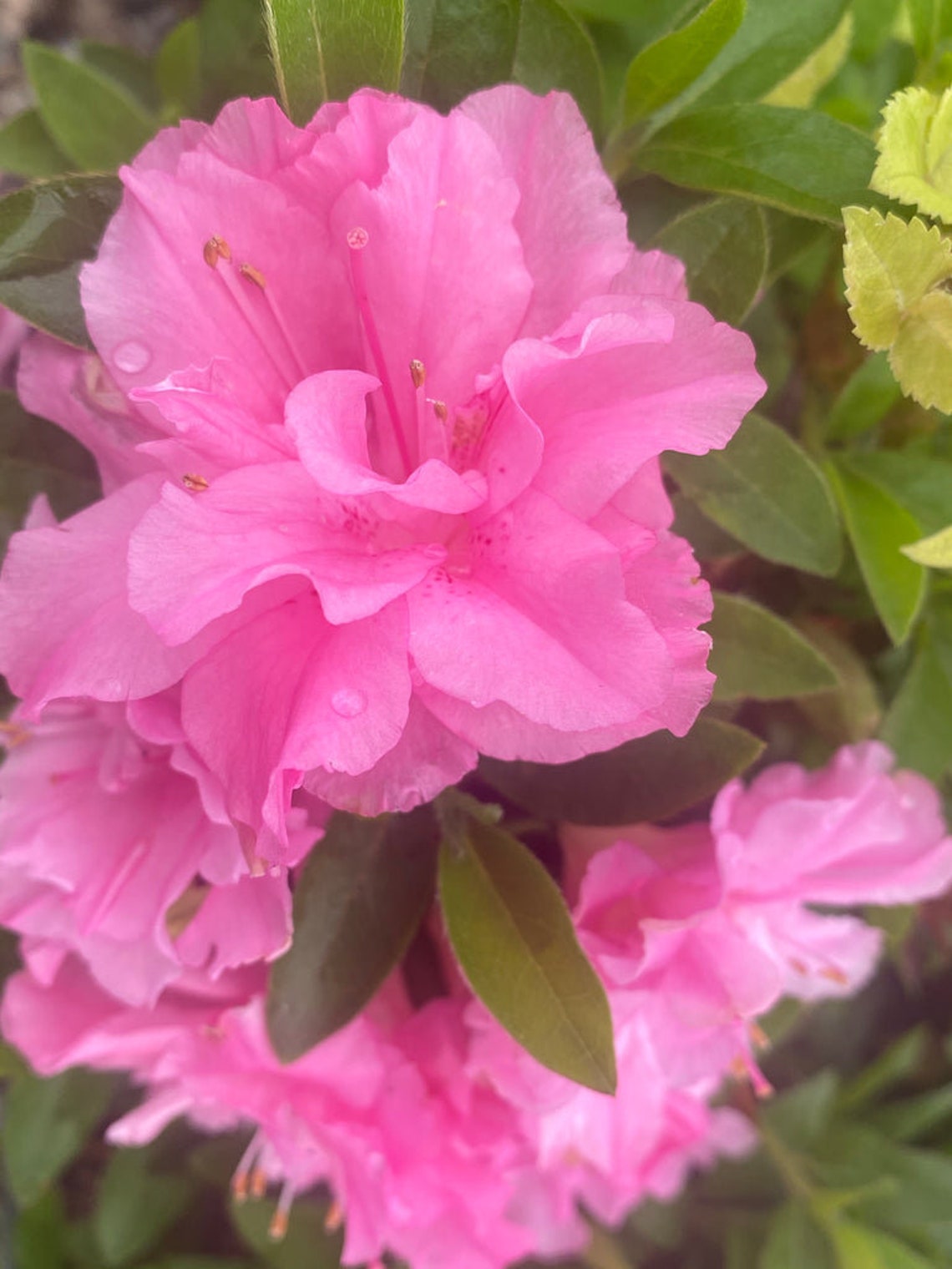 Double Fancy Hallie~~azalea Rhododendron Starter Plant~~lovely Pink Double Fancy ...