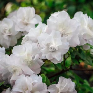 Hardy Gardenia~~Azalea Rhododendron Small Rooted Starter Plant~~