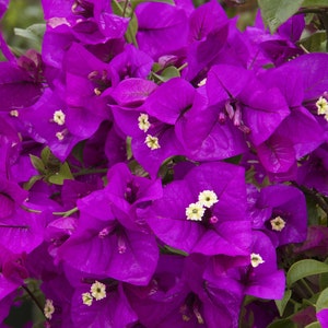 Purple Majesty Bougainvillea Small Well Rooted Starter Plant**Live Bougainvillea starter/plug plant*usa seller