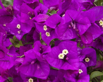 Purple Majesty Bougainvillea Small Well Rooted Starter Plant**Live Bougainvillea starter/plug plant*usa seller