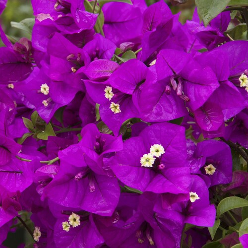 thumbnail image 2 of Live Well-Rooted RIJNSTAR WHITE Bougainvillea Starter Plant – 3" Pot, USA Seller (Hope's Garden) 2 of 6