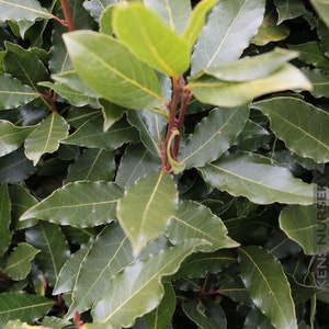 Laurus nobilis**Bay Leaf Tree**Bay Laurel**Sweet Bay*ROOTED SMALL STARTER Plant!