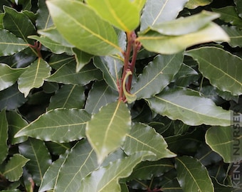 Laurus nobilis**Bay Leaf Tree**Bay Laurel**Sweet Bay*ROOTED SMALL STARTER Plant!