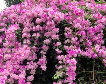 4” Pot of Garlic Vine Mansoa Alliacea-Rooted Starter Plant-Beautiful Pinkish/Purple Trumpet Flowers-RARE HTF
