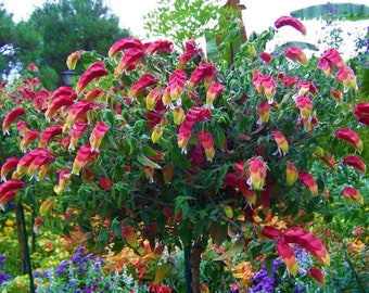 Red & Yellow Shrimp Plant~~Well Rooted STARTER Plant~~ BELOPERONE GUTATTA~Beautiful Unique Bloom