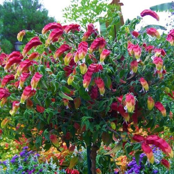Red & Yellow Shrimp Plant~~Well Rooted STARTER Plant~~ BELOPERONE GUTATTA~Beautiful Unique Bloom